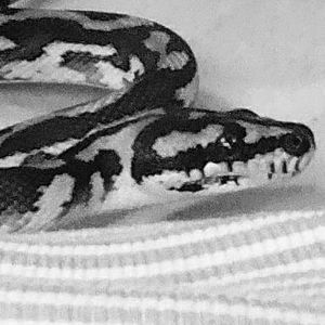 Meet your Posher, Sherry